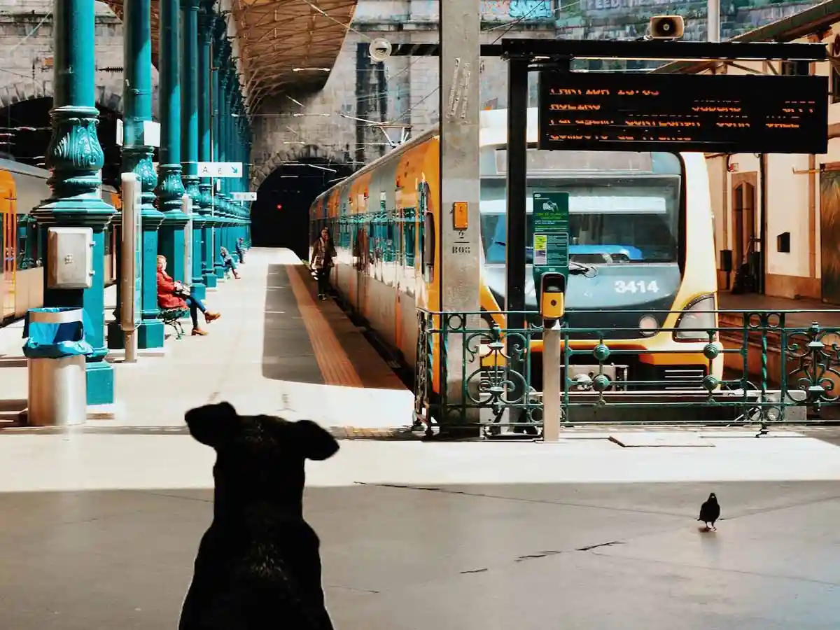 Llevar mascotas en tren con el Proyecto Mascota Grande de Renfe cumple 1 año